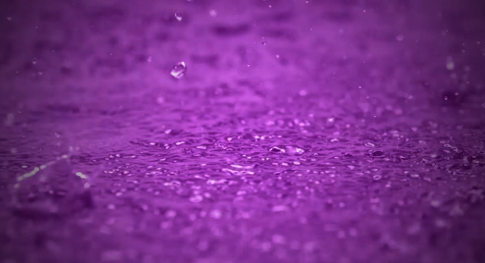 Ливень фиолетовый